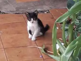 Gato ra a Srd idade 2 a 6 meses nome Vários filhotes