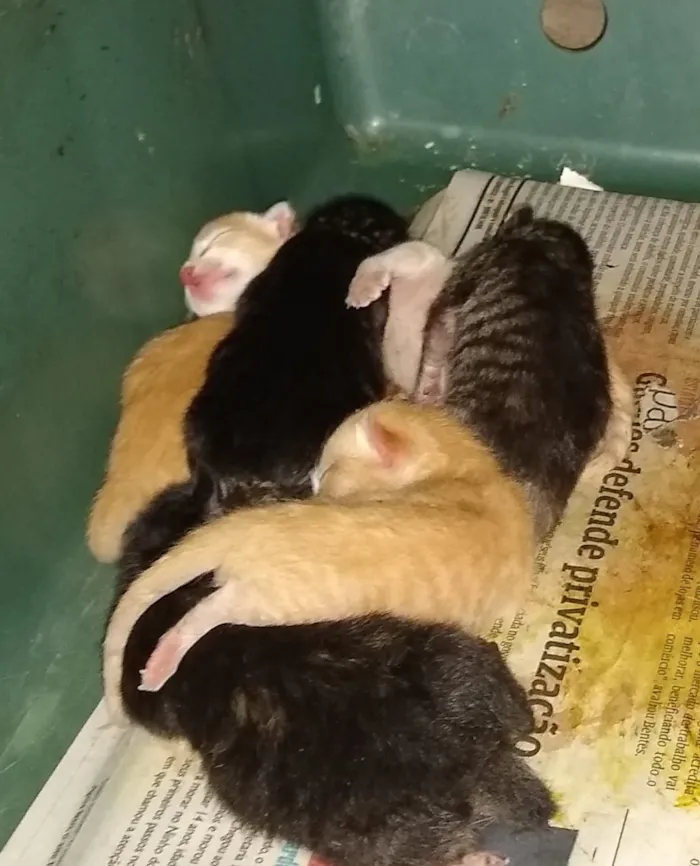 Gato ra a Sem raça definida idade Abaixo de 2 meses nome 5 filhotes