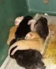 5 filhotes