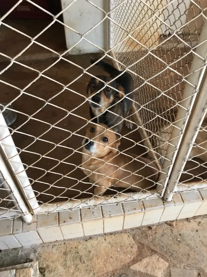 Cachorro raça Misturado idade 4 anos nome Joni e jacke