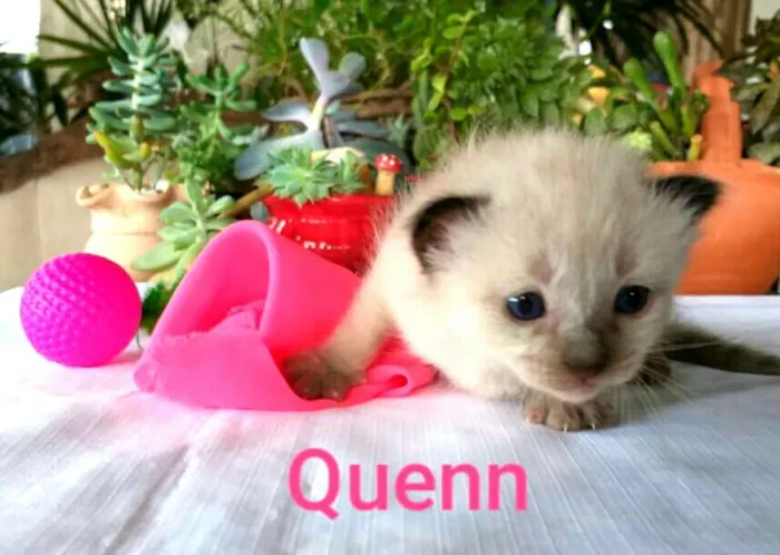 Gato ra a  idade Abaixo de 2 meses nome Quenn