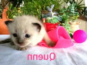 Gato raça  idade Abaixo de 2 meses nome Quenn
