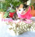 Ferggie