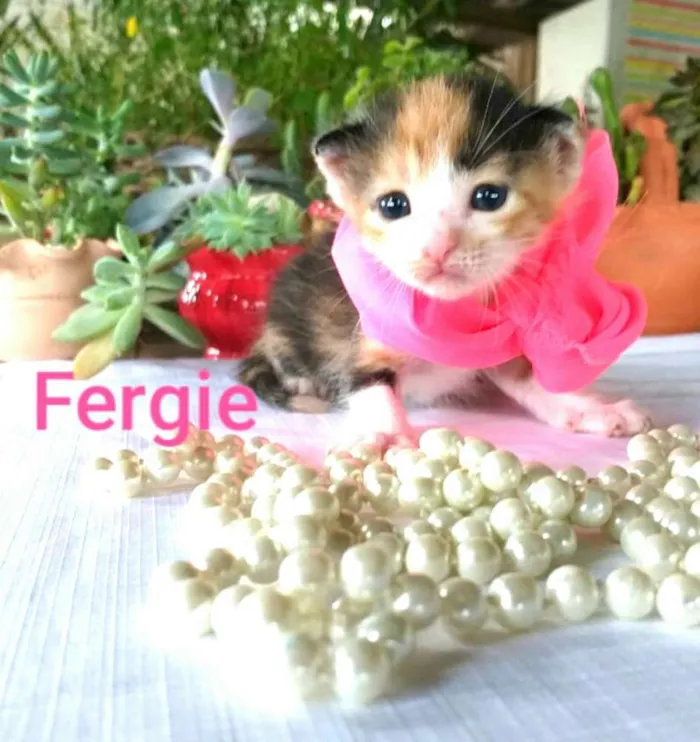 Gato ra a  idade Abaixo de 2 meses nome Ferggie