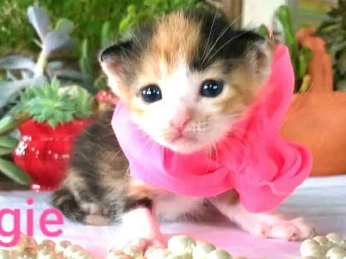 Gato ra a  idade Abaixo de 2 meses nome Ferggie