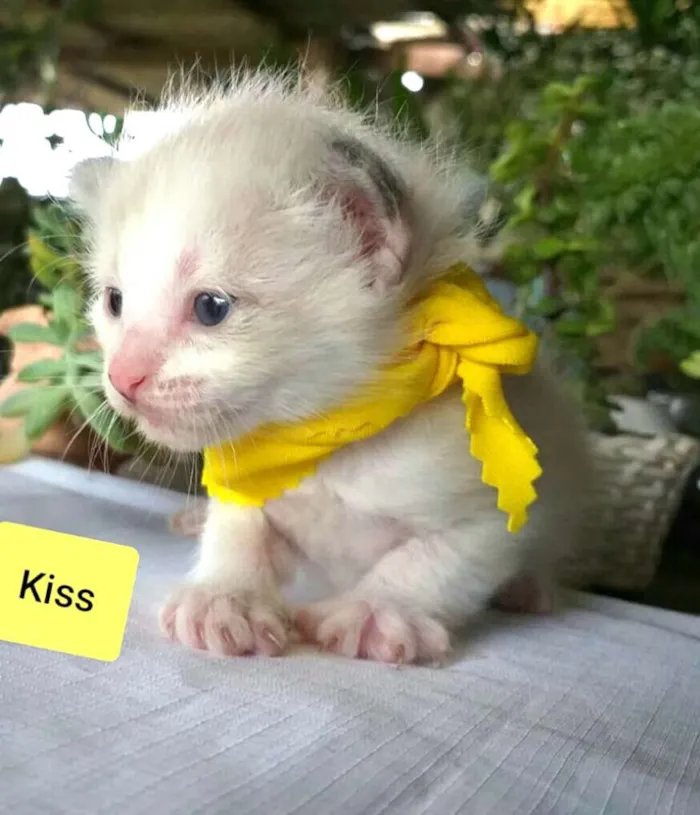 Gato ra a  idade Abaixo de 2 meses nome Kiss