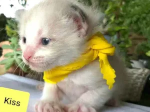Gato raça  idade Abaixo de 2 meses nome Kiss