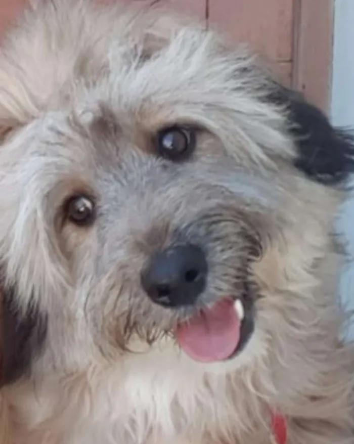 Cachorro ra a Srd idade 7 a 11 meses nome Meg