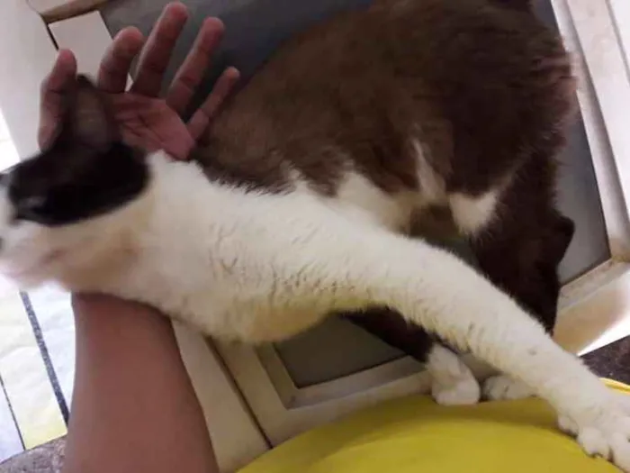Gato ra a Não sei  idade 1 ano nome Jhulios