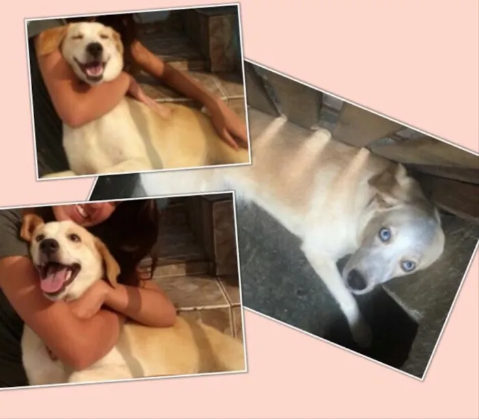 Cachorro ra a Labrador com husky idade 1 ano nome Polar