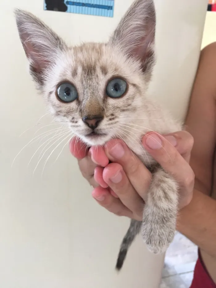 Gato ra a  idade 2 a 6 meses nome Ainda não tem nome 