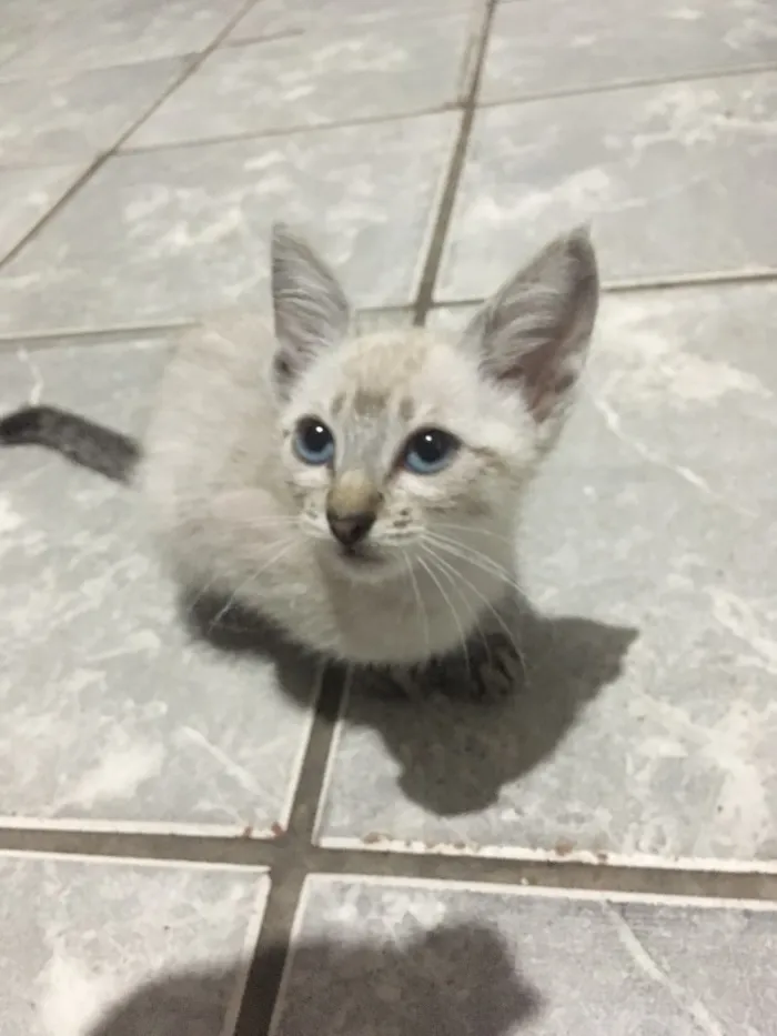 Gato ra a  idade 2 a 6 meses nome Ainda não tem nome 