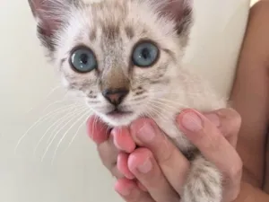 Gato raça  idade 2 a 6 meses nome Ainda não tem nome 