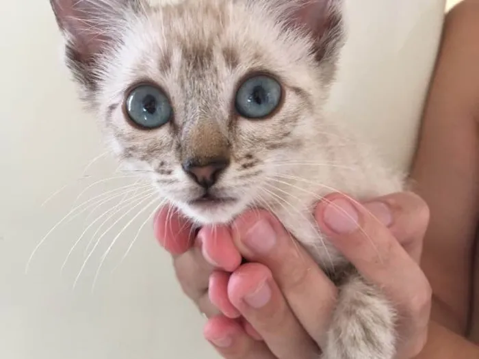Gato ra a  idade 2 a 6 meses nome Ainda não tem nome 