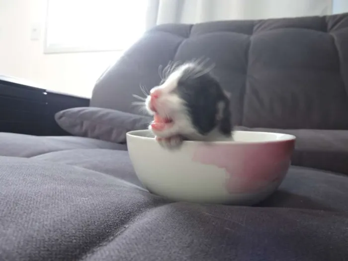Gato ra a Indefinida idade Abaixo de 2 meses nome Recém nascidos