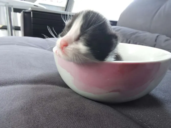 Gato ra a Indefinida idade Abaixo de 2 meses nome Recém nascidos