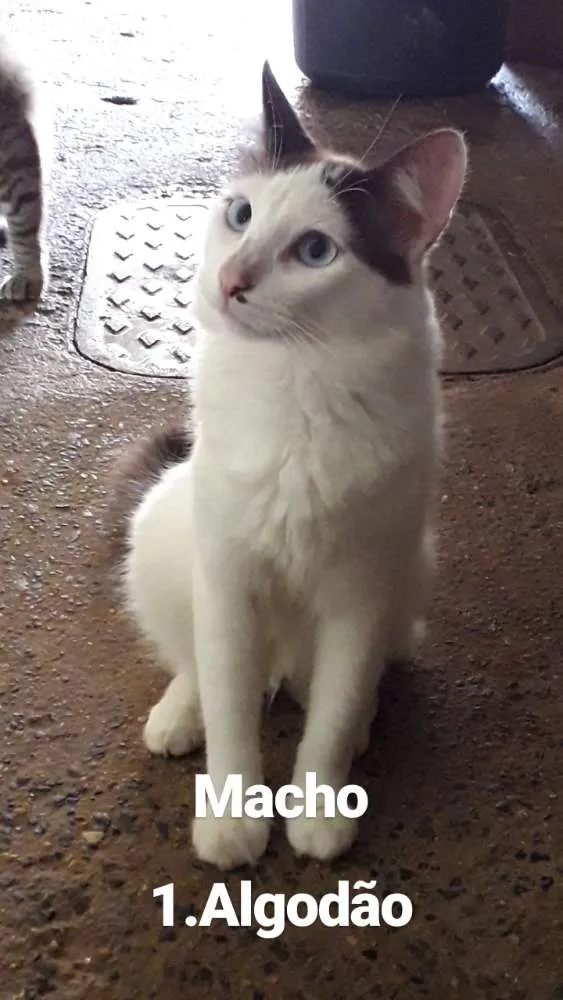 Gato ra a  idade  nome Nomes nas fotos 