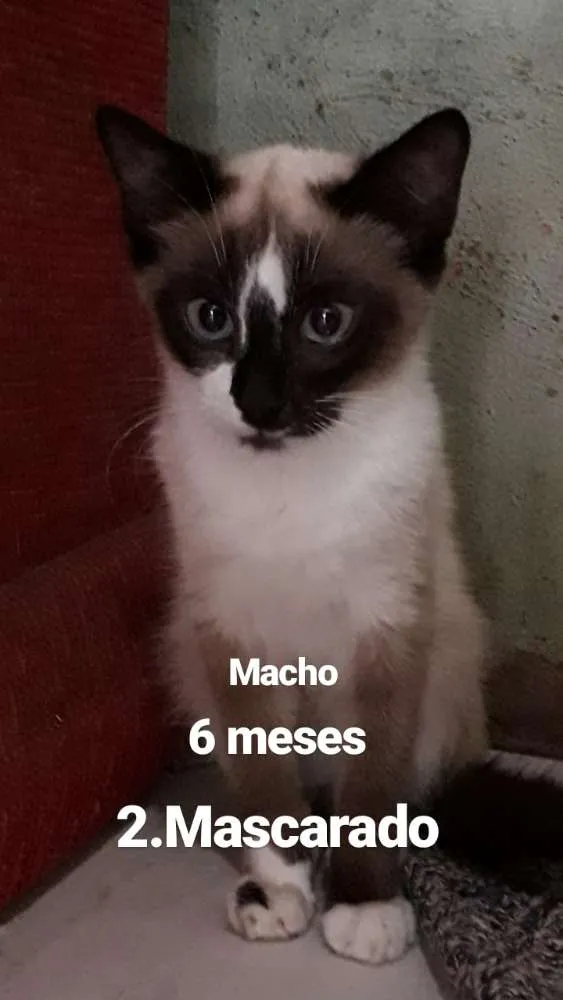 Gato ra a  idade  nome Nomes nas fotos 