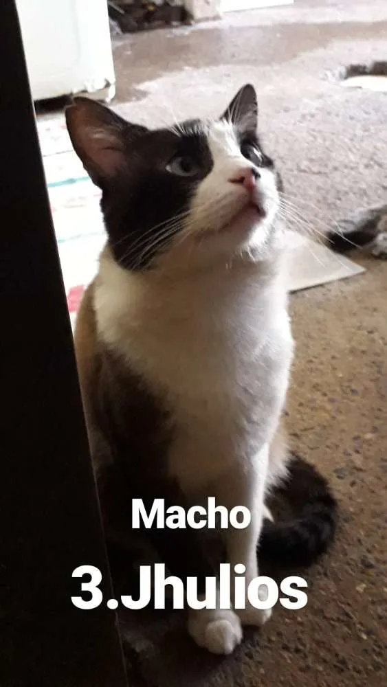 Gato ra a  idade  nome Nomes nas fotos 