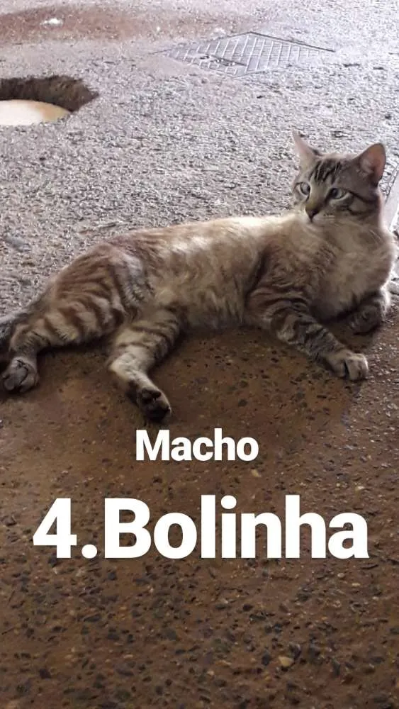 Gato ra a  idade  nome Nomes nas fotos 