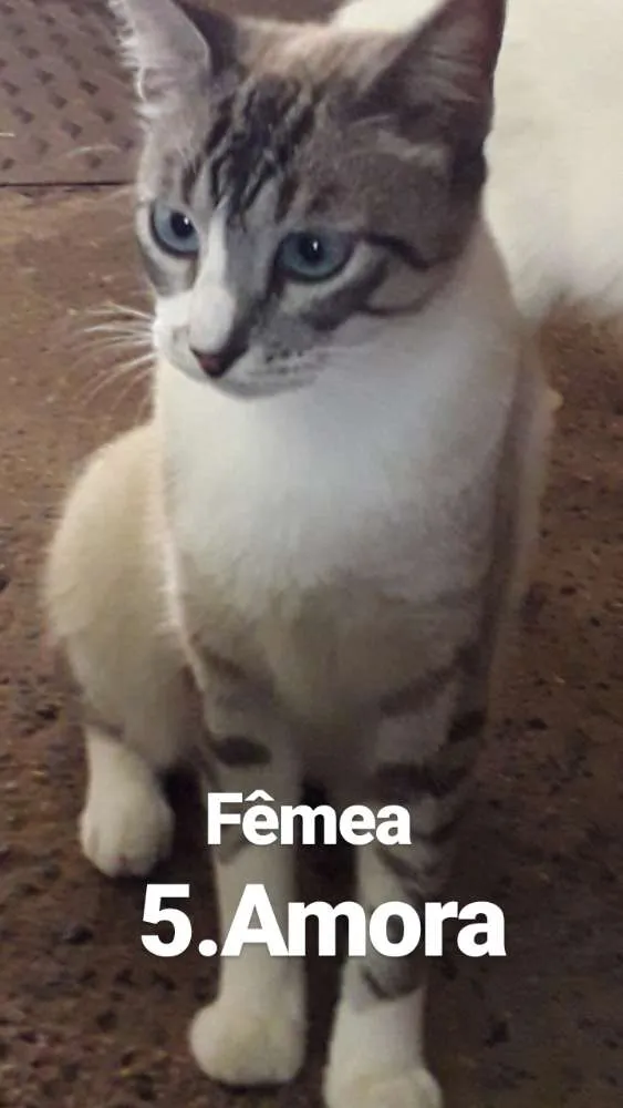 Gato ra a  idade  nome Nomes nas fotos 