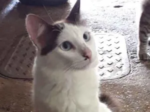 Gato raça  idade  nome Nomes nas fotos 