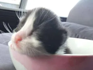 Gato raça Indefinida idade Abaixo de 2 meses nome Recém nascidos