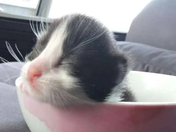 Gato ra a Indefinida idade Abaixo de 2 meses nome Recém nascidos