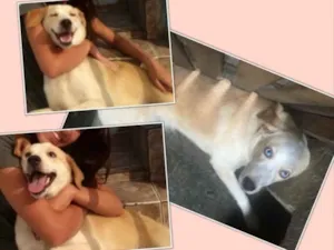 Cachorro raça Labrador com husky idade 1 ano nome Polar