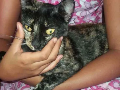 Gato raça comun idade 1 ano nome lili