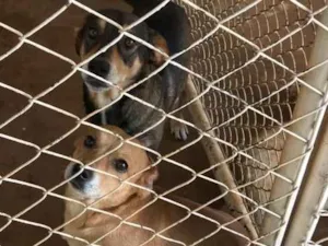 Cachorro raça Misturado idade 4 anos nome Joni e jacke