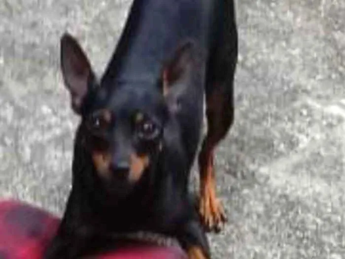 Cachorro ra a Pinscher idade  nome Lili