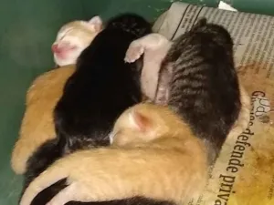 Gato raça Sem raça definida idade Abaixo de 2 meses nome 5 filhotes