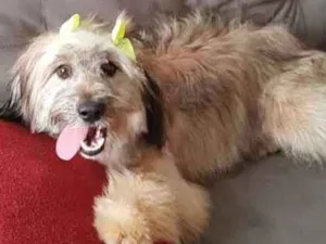 Cachorro raça Srd idade 7 a 11 meses nome Meg