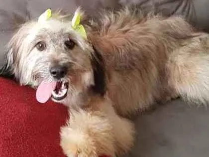 Cachorro ra a Srd idade 7 a 11 meses nome Meg