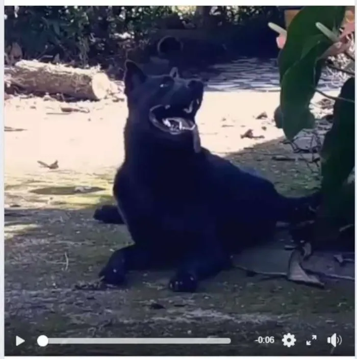 Cachorro ra a  SRD (Sem Raça Definida) idade 7 a 11 meses nome Soldado