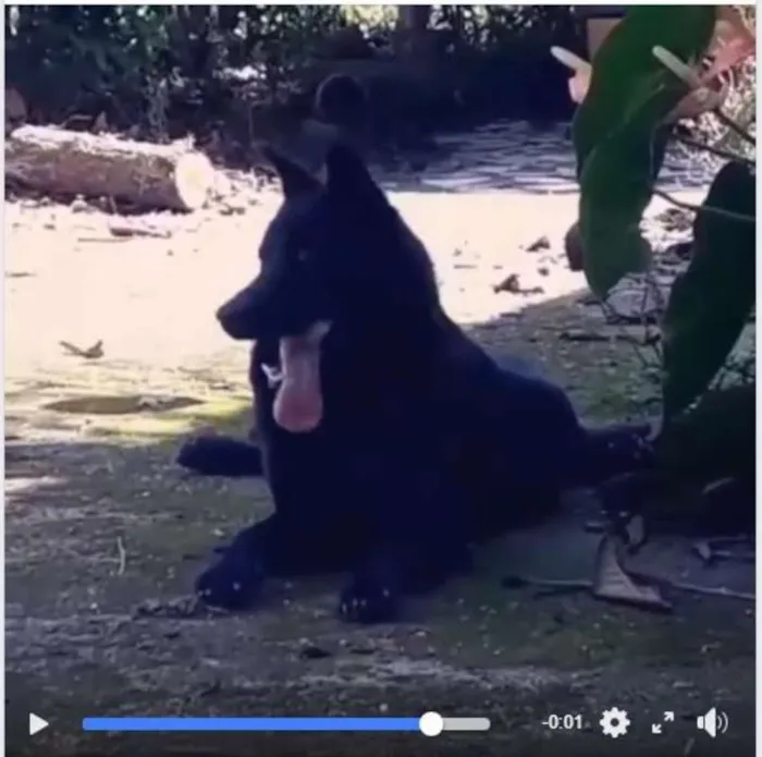 Cachorro ra a  SRD (Sem Raça Definida) idade 7 a 11 meses nome Soldado