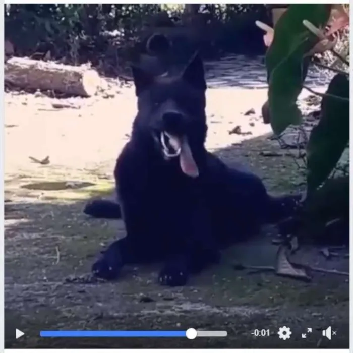 Cachorro ra a  SRD (Sem Raça Definida) idade 7 a 11 meses nome Soldado