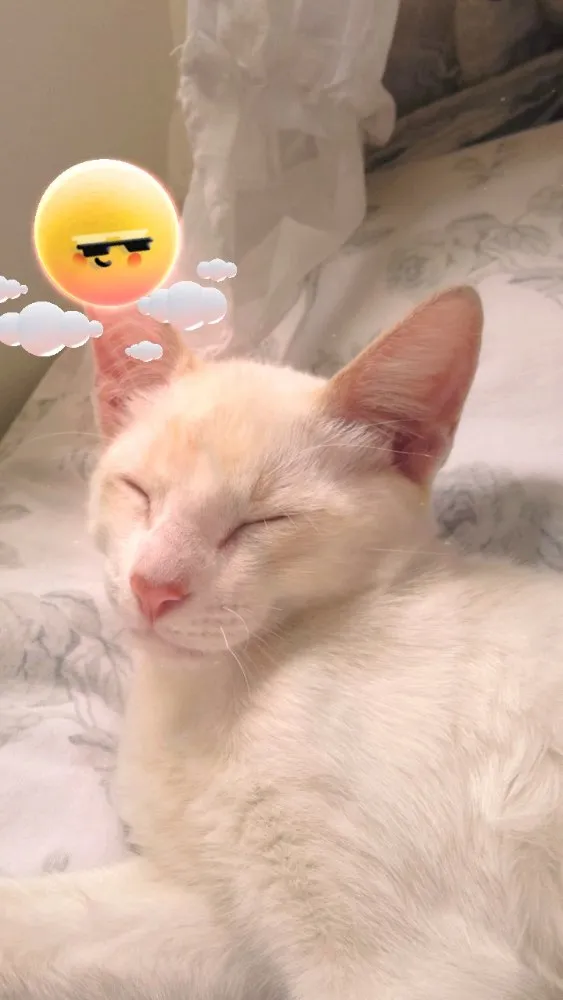 Gato ra a Vira-lata  idade 2 a 6 meses nome Gatinho
