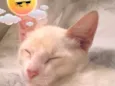 Gatinho