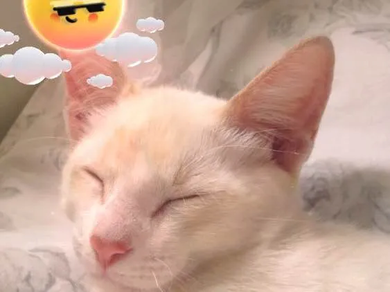 Gato ra a Vira-lata  idade 2 a 6 meses nome Gatinho