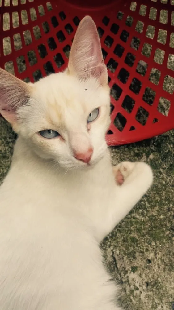 Gato ra a Vira-lata  idade 2 a 6 meses nome Gatinho