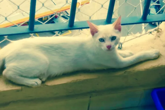 Gato ra a Vira-lata  idade 2 a 6 meses nome Gatinho