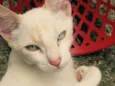 Gatinho