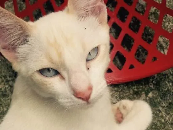 Gato ra a Vira-lata  idade 2 a 6 meses nome Gatinho