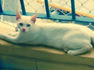 Gato raça Vira-lata  idade 2 a 6 meses nome Gatinho