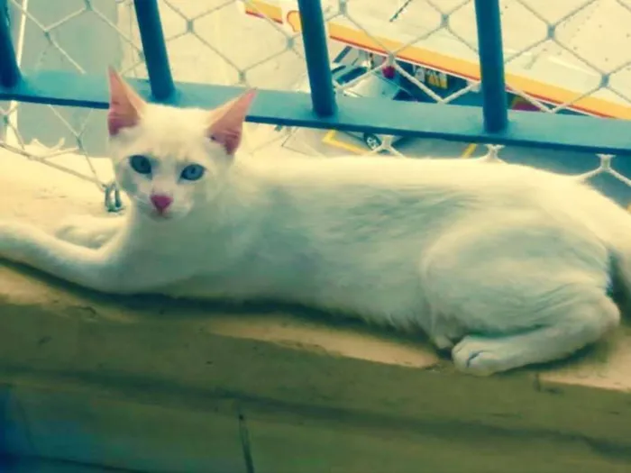Gato ra a Vira-lata  idade 2 a 6 meses nome Gatinho
