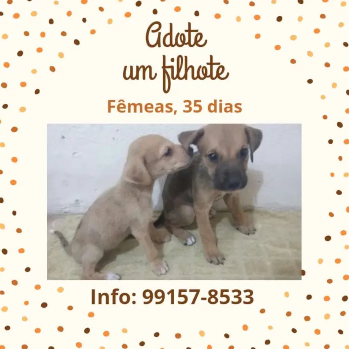 Cachorro ra a viralata idade Abaixo de 2 meses nome sem nome