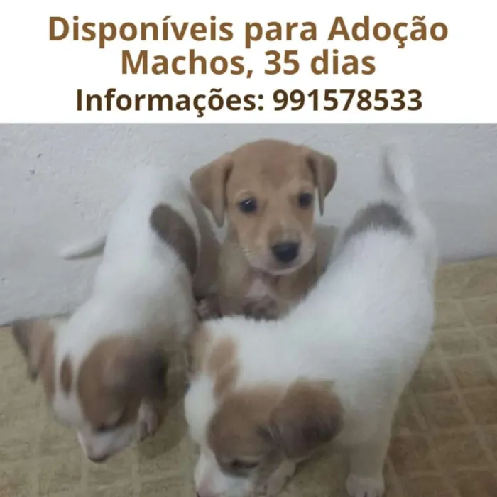 Cachorro ra a viralata idade Abaixo de 2 meses nome sem nome