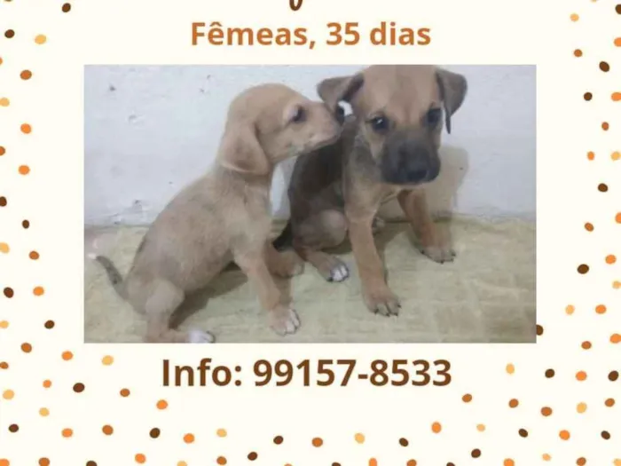 Cachorro ra a viralata idade Abaixo de 2 meses nome sem nome